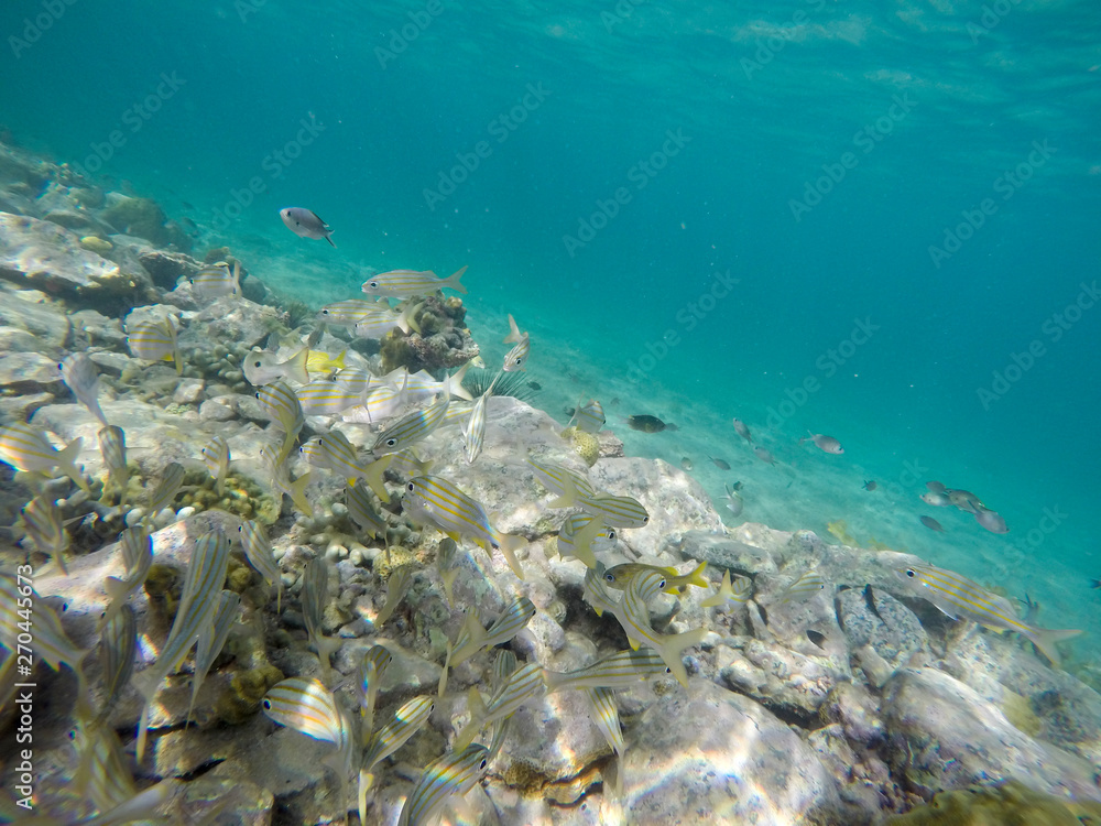 Naklejka premium Young Island, Saint Vincent And The Grenadines