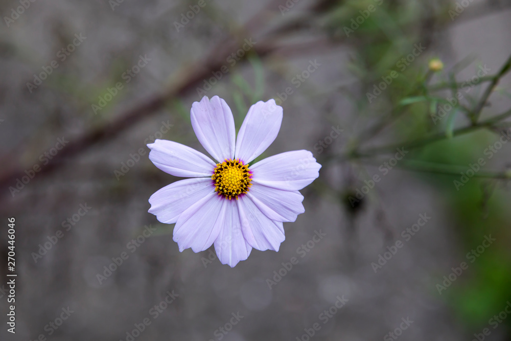 Obraz premium Flower