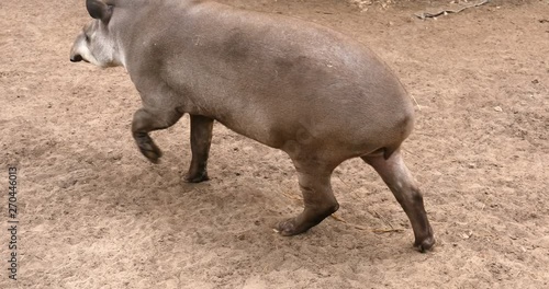 Tapir Close Up Detail Portrait With Open Mouth, Female Tapir Wild Animal. Adult Female Mountain Tapir In The Wood Shot In The Ecuadorian Highlands Of Zoo ( Will Africa ) Concept of: Slow motion, Wild.