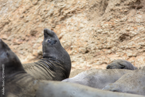 elephant seals on beach at Point Reyes