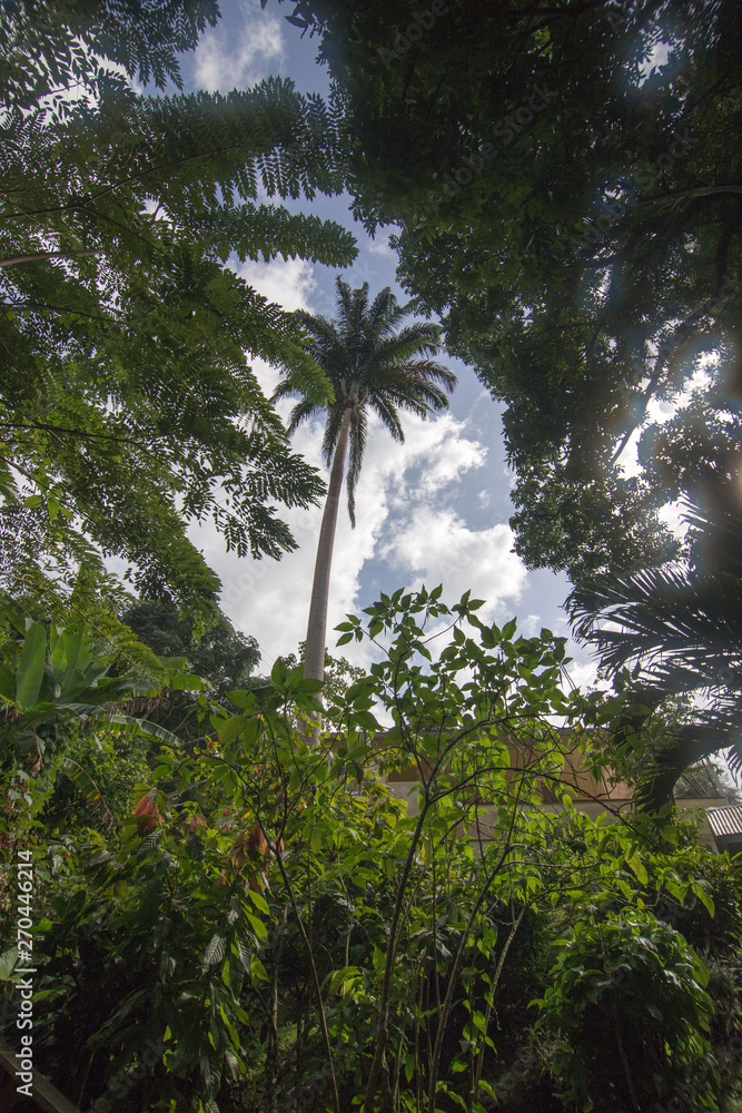Fototapeta premium Annandale falls Grenada Caribbean