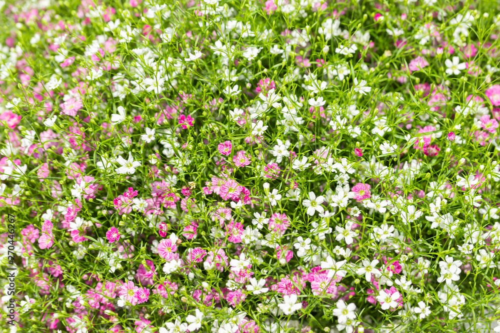 Closeup many little gypsophila pink and white flowers background