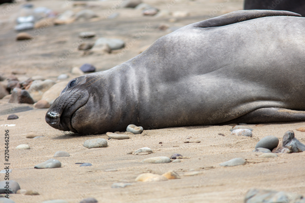 Fototapeta premium elephant seals on beach at Point Reyes