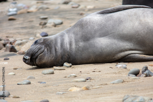 elephant seals on beach at Point Reyes