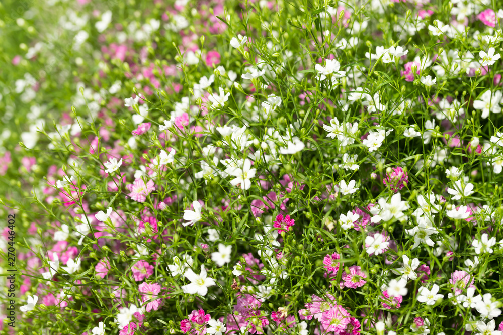 Closeup many little gypsophila pink and white flowers background