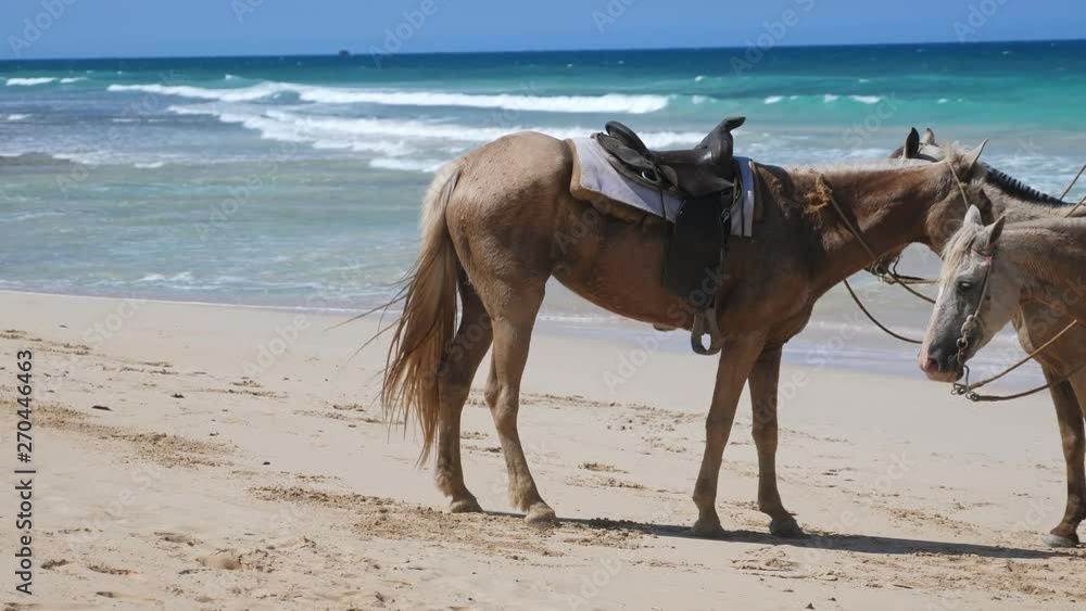 Horses on on macao sandy beach, no people Horses on on macao sandy beach, no people
