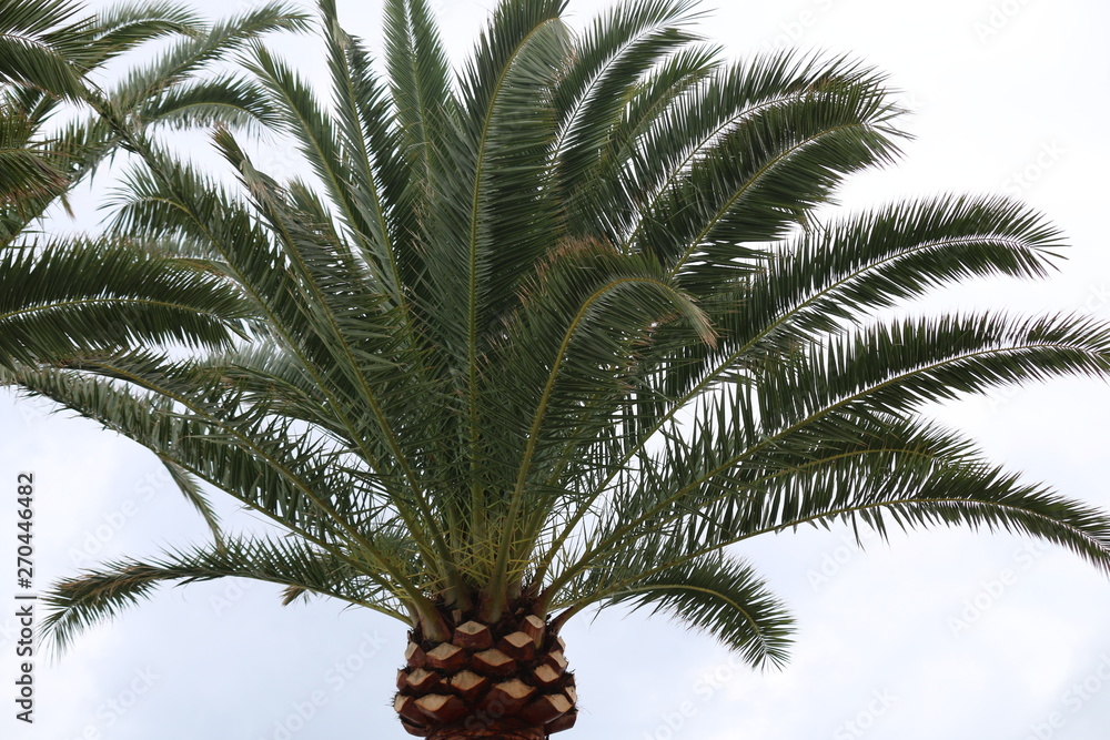 Fototapeta premium palme