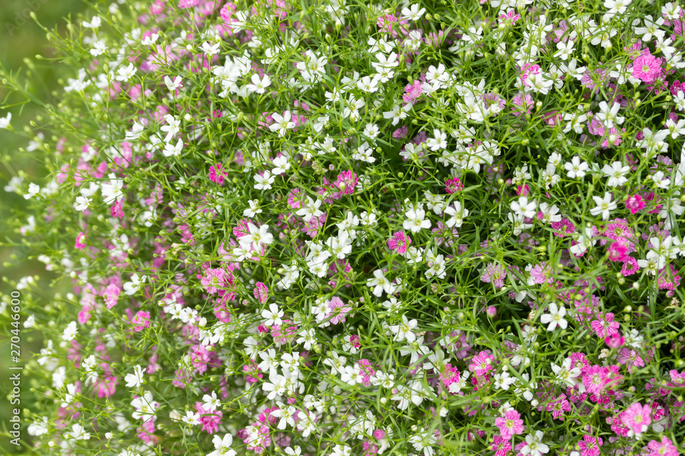 Closeup many little gypsophila pink and white flowers background