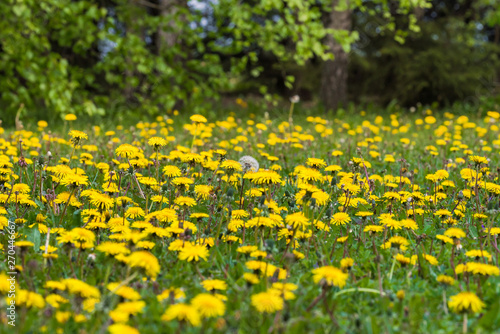 yellow dandelion field nearby, sharp focus centered, blurred around; one dandelion with white fluff; meadow with yellow flowers