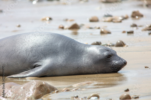 elephant seals on beach at Point Reyes