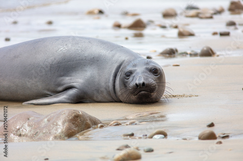 elephant seals on beach at Point Reyes