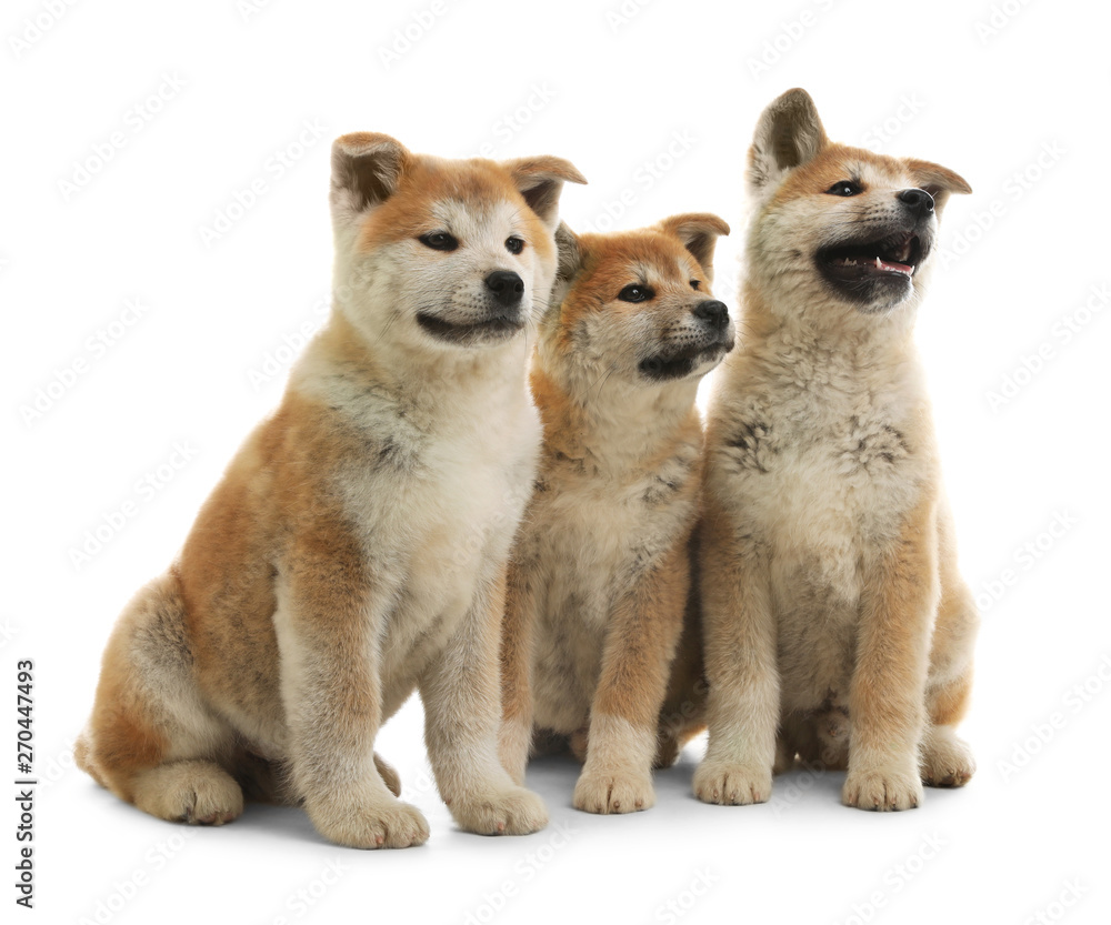 Cute akita inu puppies isolated on white Cute akita inu puppies isolated on white