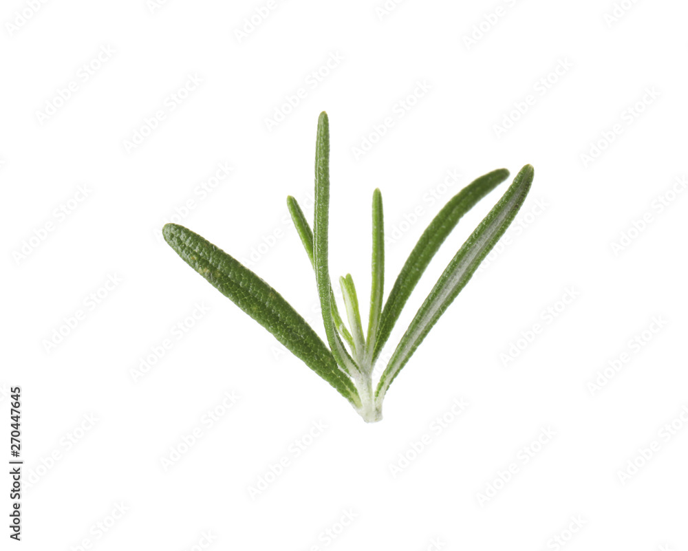 Fototapeta premium Fresh green rosemary leaves on white background
