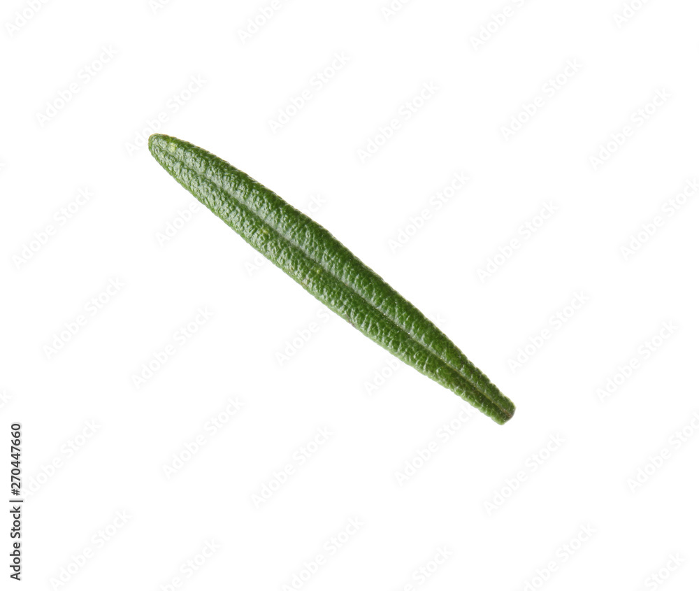 Obraz premium Fresh green rosemary leaf on white background
