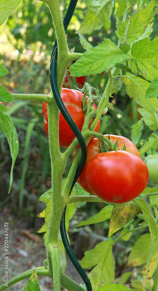 Piquets spirales pour plants de tomates Stock Photo | Adobe Stock