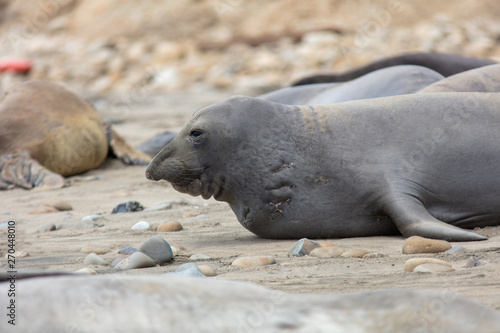elephant seals on beach at Point Reyes