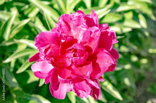 Beautiful purple lilac peony flower growing in the garden. Background for banner  greeting card