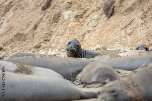 elephant seals on beach at Point Reyes