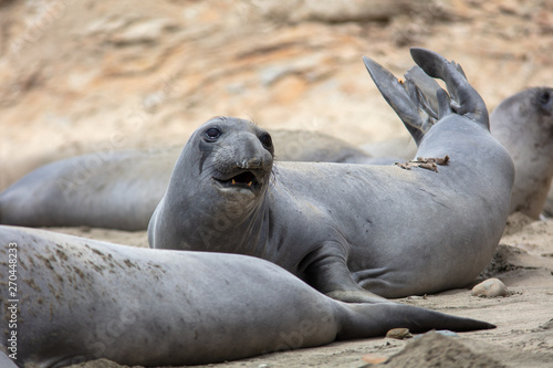 elephant Seals at Point Reyes 