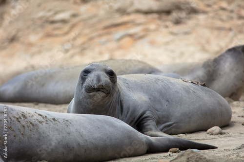 elephant Seals at Point Reyes 