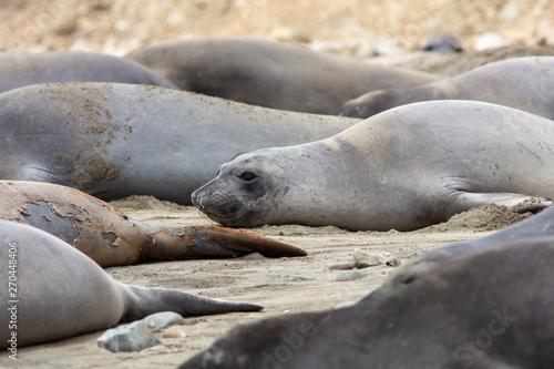 elephant Seals at Point Reyes 