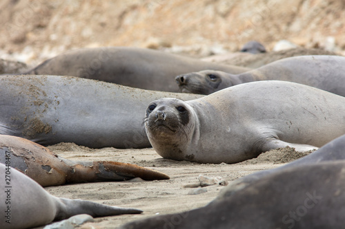 elephant Seals at Point Reyes 