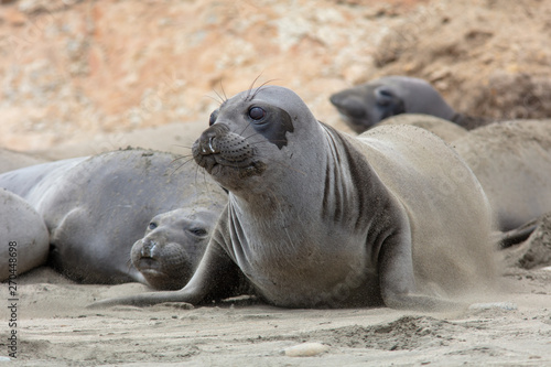 elephant seals at point Reyes 