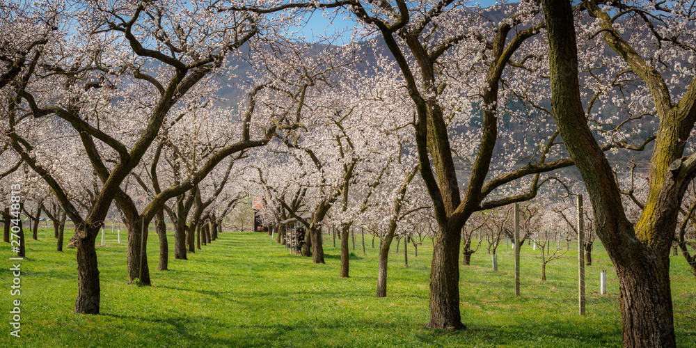 Apricots bloom in the Wachau, Lower Austria
