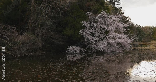 Cherry blossom at the park near the pond daytime cloudy wide shot photo