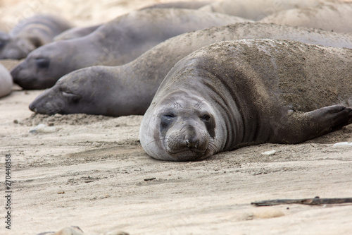 elephant seals at point Reyes