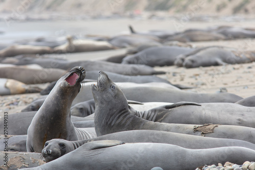 elephant seals at point Reyes 