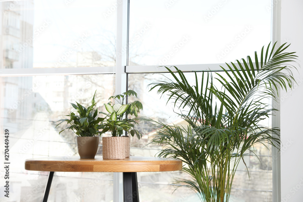 Different green potted plants near window at home