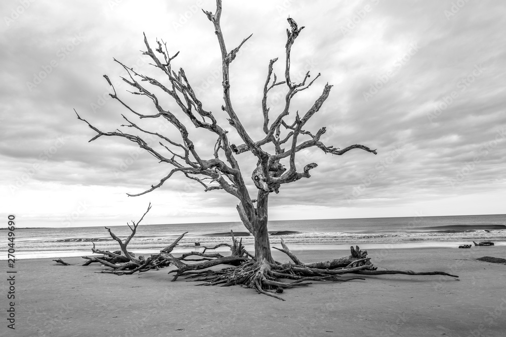 Tree on the beach