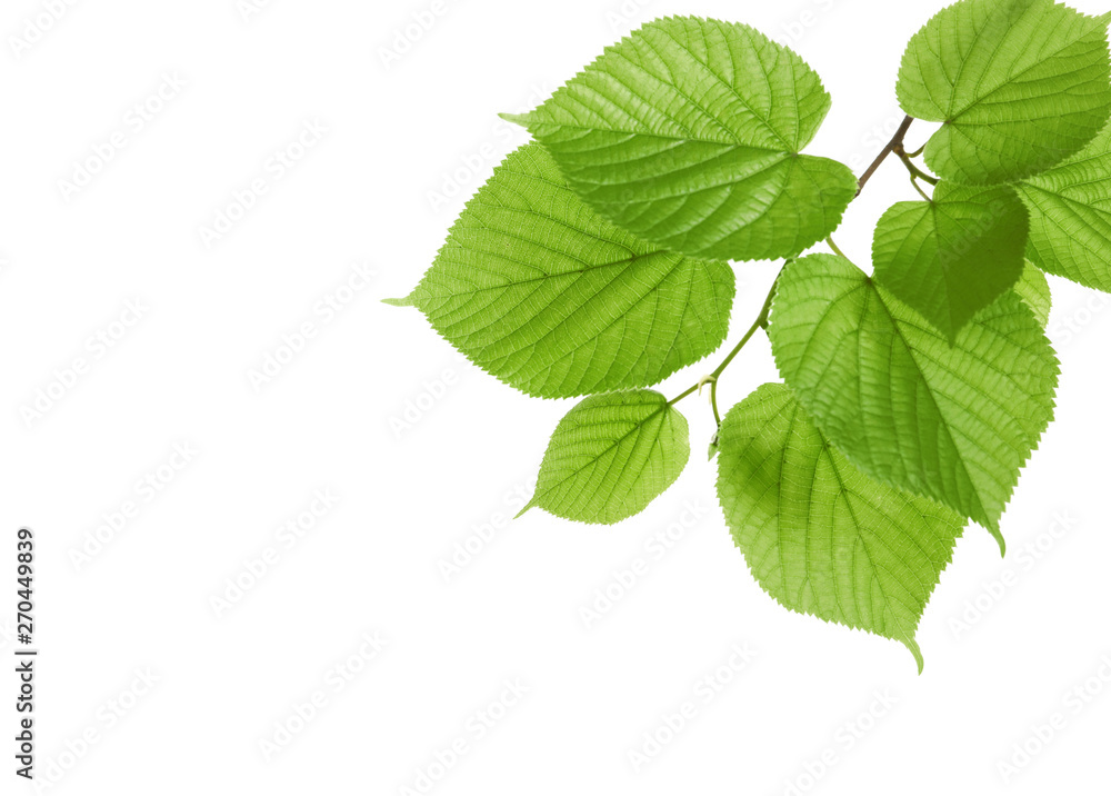 Branch with green leaves on white background Branch with green leaves on white background