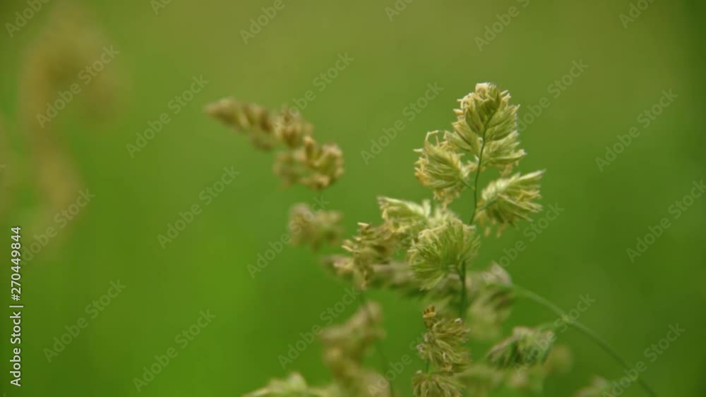 Grass closeup on wind Grass closeup on wind