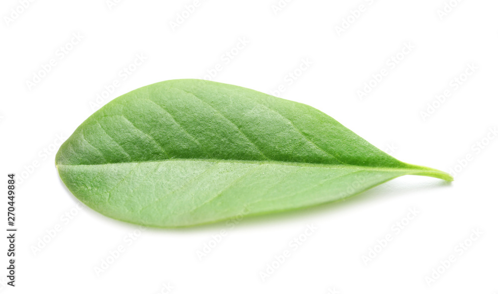 Obraz premium Beautiful spring green leaf on white background