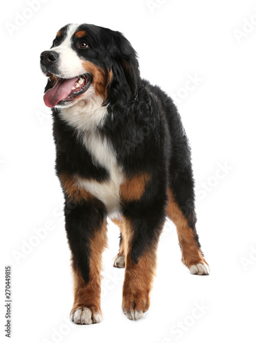 Funny Bernese mountain dog on white background