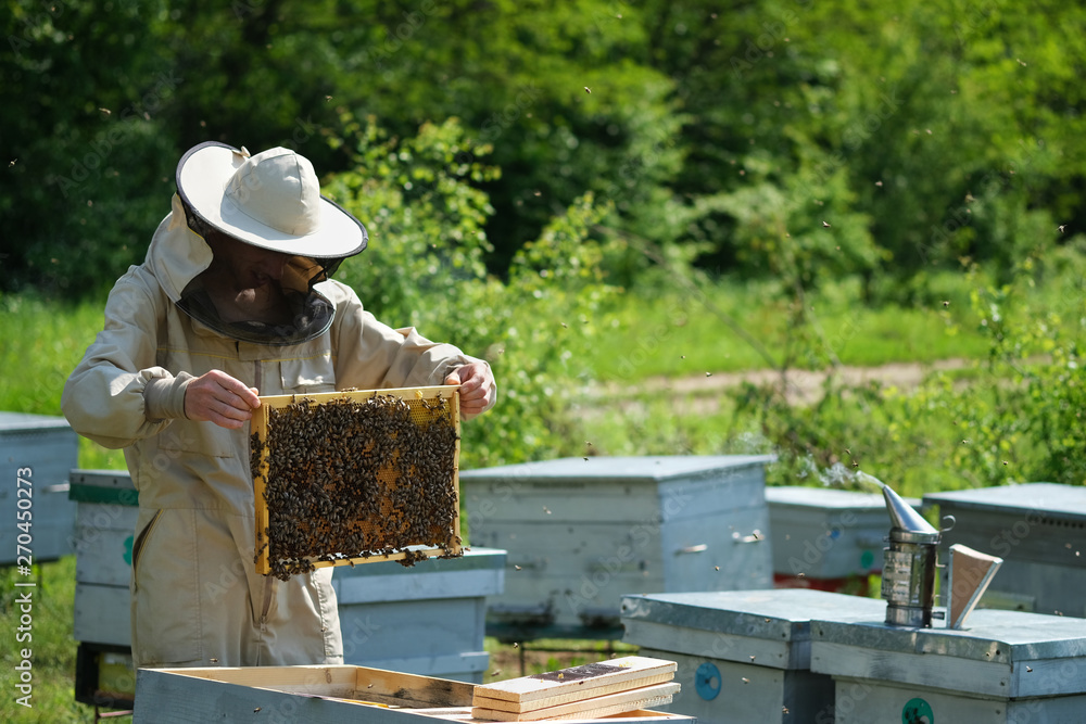 Man holding a honeycomb full of bees. Beekeeper in protective workwear inspecting frame at apiary. Man holding a honeycomb full of bees. Beekeeper in protective workwear inspecting frame at apiary.