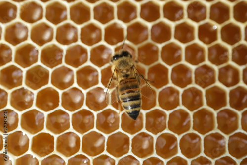 Working bee on honeycells. Concept of beekeeping.