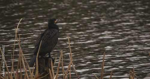 Duck at the park near the pond cloudy daytime photo