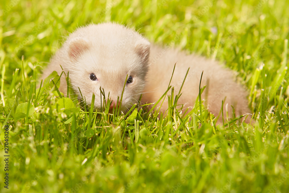 Ferret baby old about five weeks relaxing on summer grass Ferret baby old about five weeks relaxing on summer grass