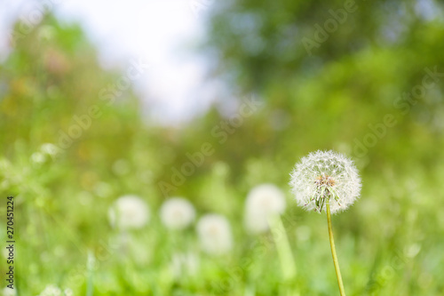 Closeup view of dandelion on green meadow  space for text. Allergy trigger