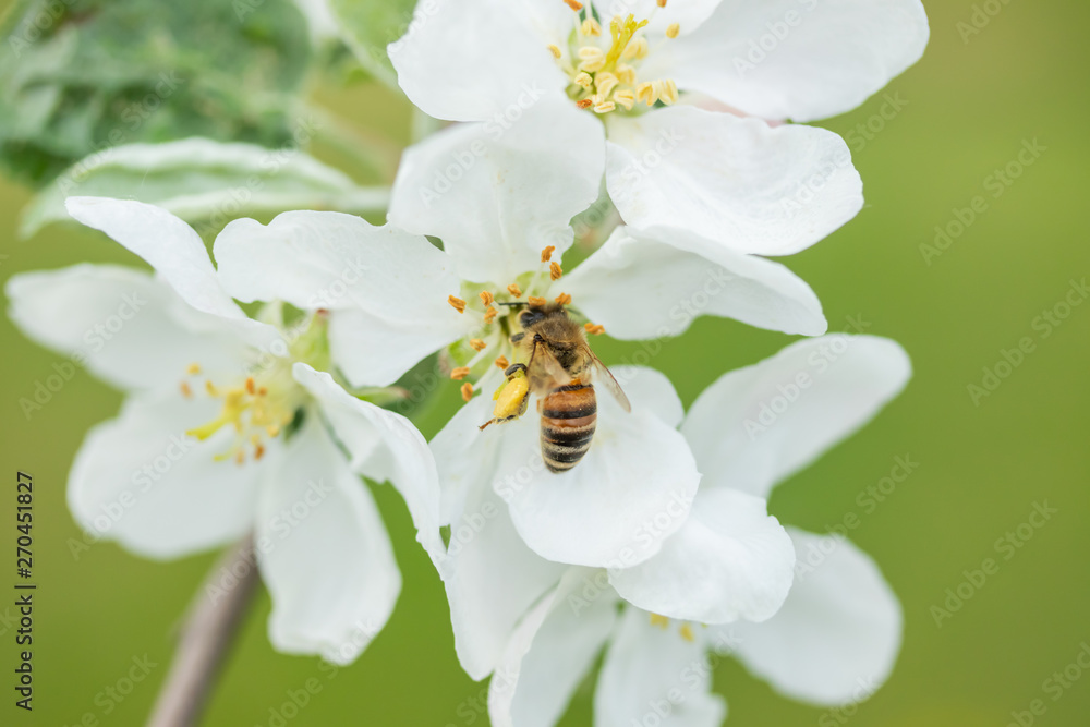 Honey bee pollinating apple blossom in spring garden Honey bee pollinating apple blossom in spring garden