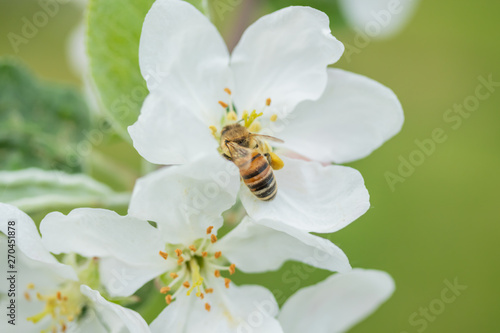 Honey bee pollinating apple blossom in spring garden © Elena Noeva