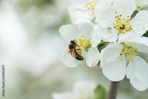 Honey bee pollinating apple blossom in spring garden