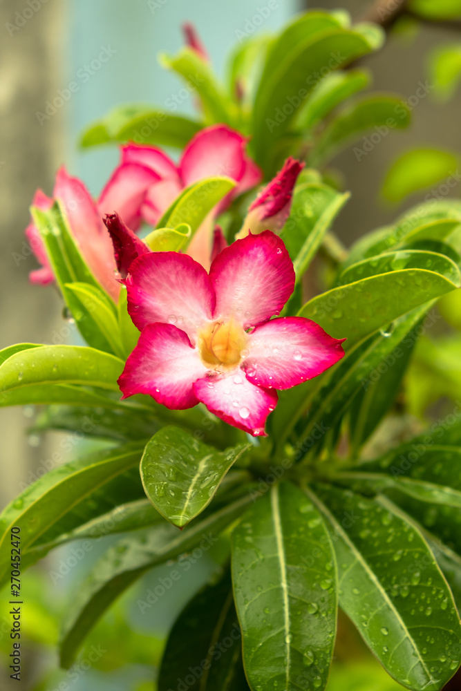 Beautiful pink Adenium obesum is also known as the Desert Rose. It is blooming and there are drops of water on the flowers after rain in garden, vertical view. Beautiful pink Adenium obesum is also known as the Desert Rose. It is blooming and there are drops of water on the flowers after rain in garden, vertical view.