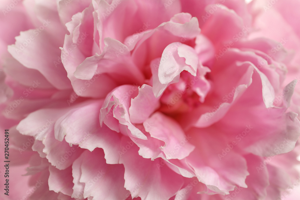 Fragrant peony as background, closeup view. Beautiful spring flower