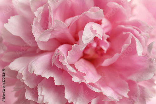 Fototapeta Naklejka Na Ścianę i Meble -  Fragrant peony as background, closeup view. Beautiful spring flower