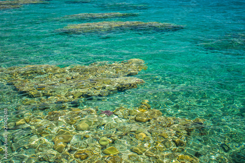 bright colorful fuzzy Red sea bottom with coral plants beautiful nature view through vivid blue transparent water