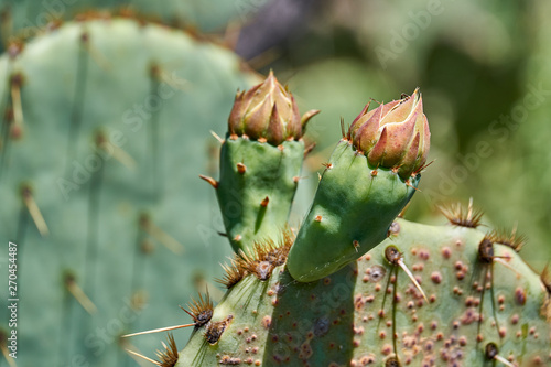 New Buds on Prickly Pear Cactusin the springtime in Texas